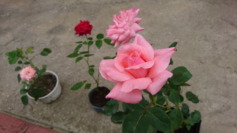 Trandafiri - vanduti - 00 Plante 2018