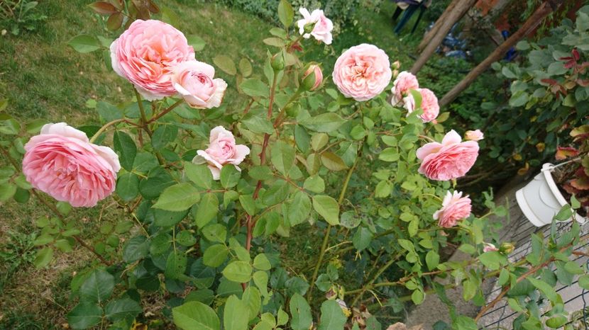  - Abraham Darby