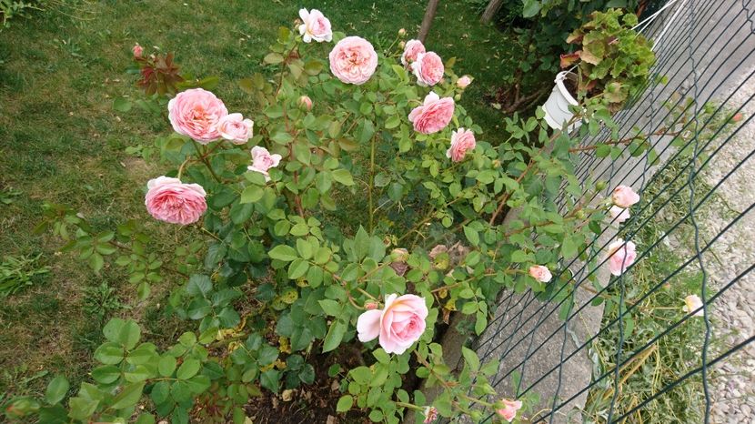  - Abraham Darby
