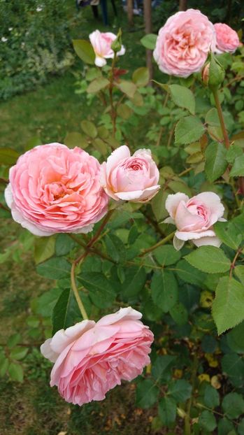  - Abraham Darby