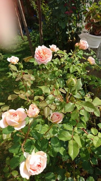  - Abraham Darby