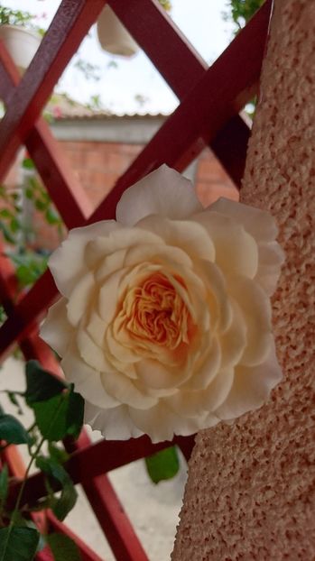  - Crocus rose
