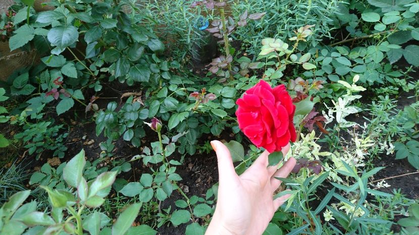  - Trandafiri comerciali