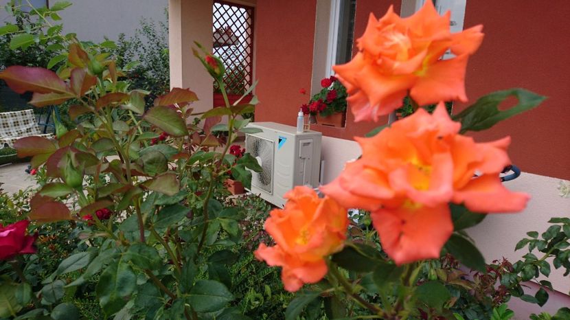  - Trandafiri comerciali