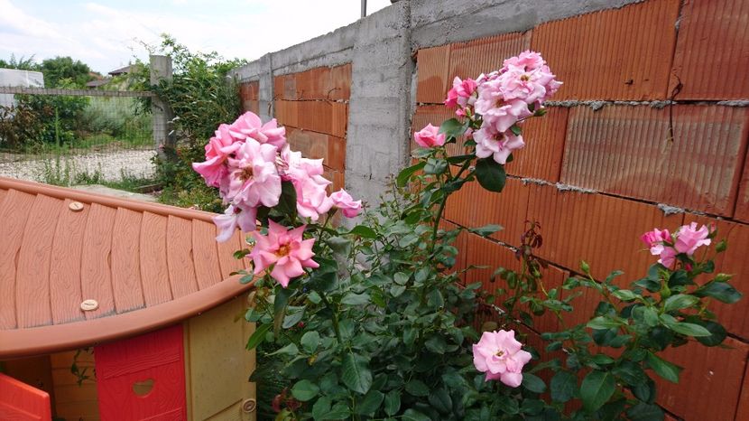 Queen Elizabeth - Trandafiri comerciali