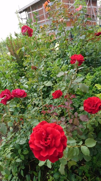  - Trandafiri comerciali