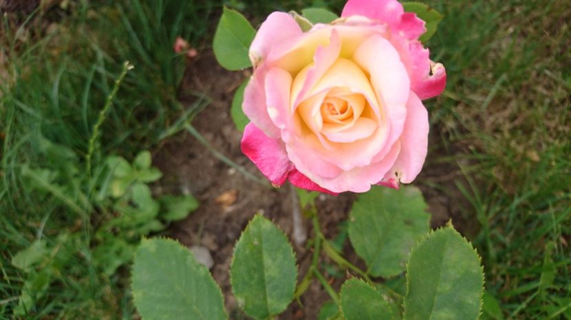 Double Delight - Trandafiri comerciali