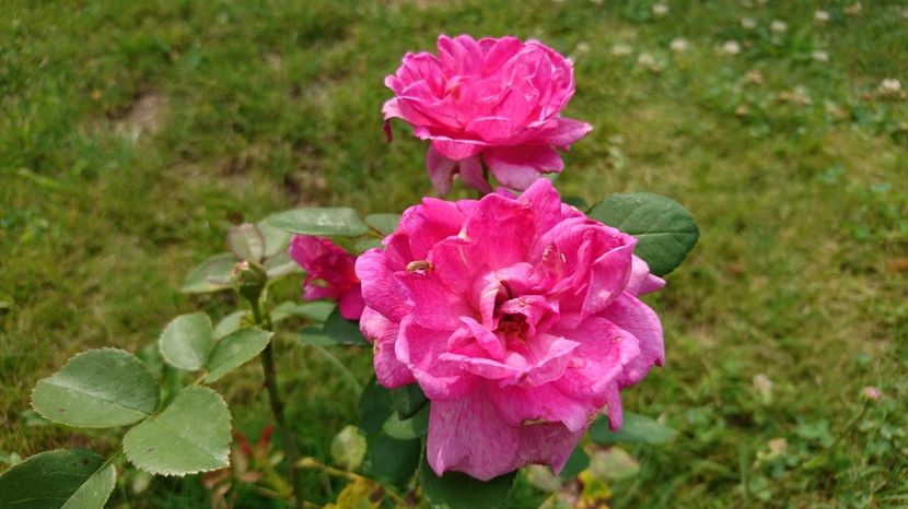  - Trandafiri comerciali