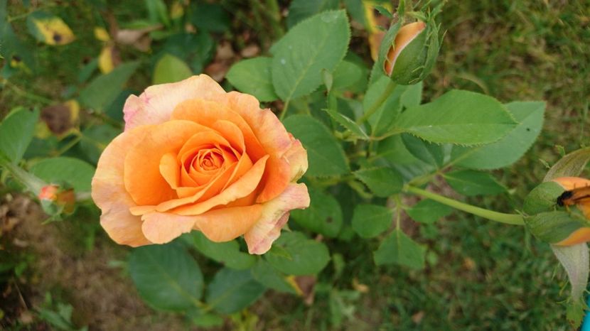  - Trandafiri comerciali