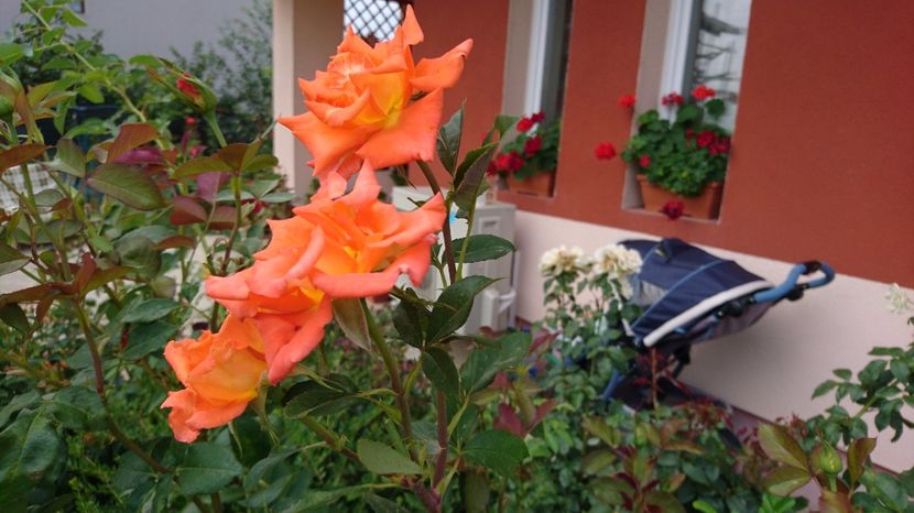  - Trandafiri comerciali