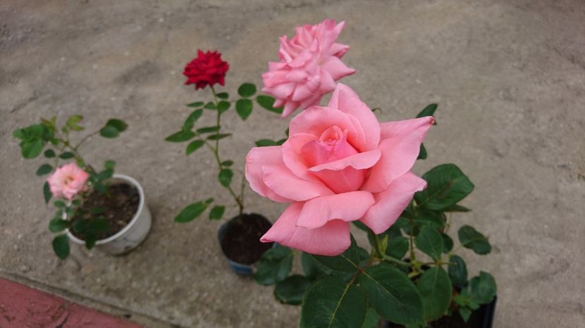  - Trandafiri comerciali