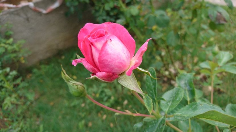 Isabel de. Ortiz - Trandafiri comerciali