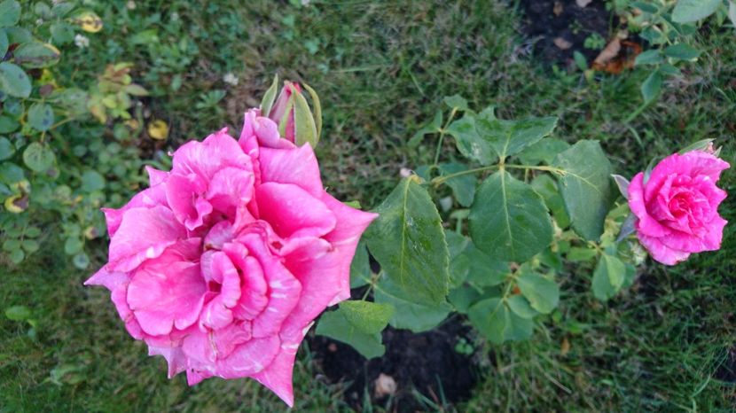  - Trandafiri comerciali