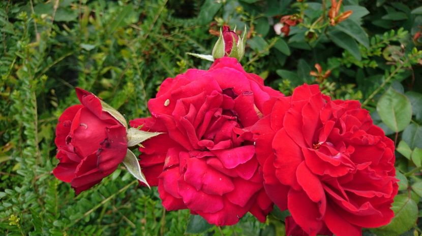 Damme de Coeur - Trandafiri comerciali