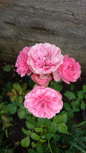  - Trandafiri comerciali