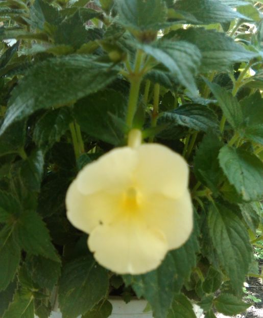 achimenes himalayan sunrise - Achimenesi 2018