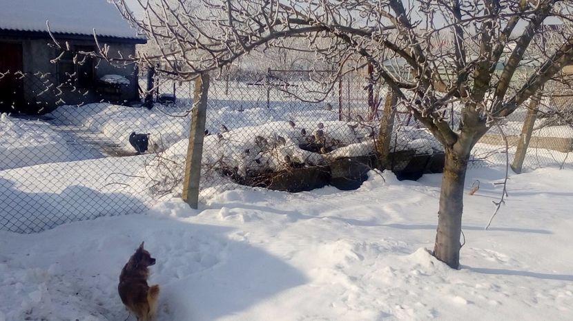  - Gradina Magura -Teleorman 2017