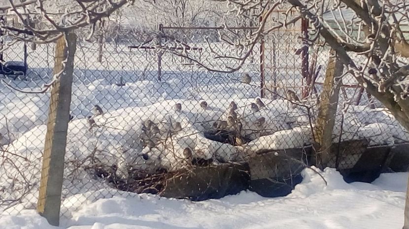  - Gradina Magura -Teleorman 2017