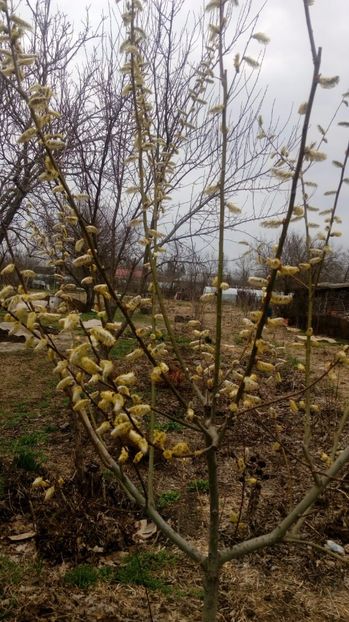  - Gradina Magura -Teleorman 2017