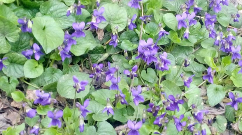  - Gradina Magura -Teleorman 2017