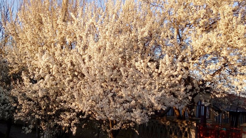  - Gradina Magura -Teleorman 2017