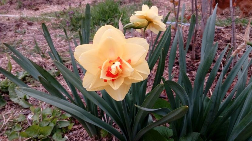  - Gradina Magura -Teleorman 2017