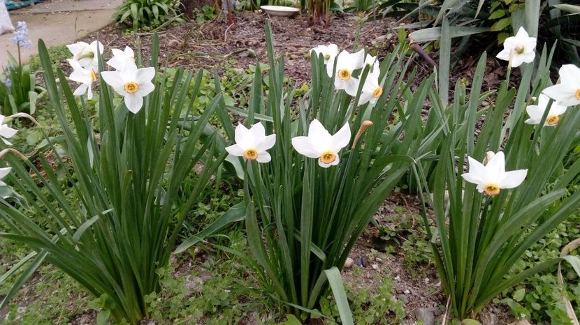  - Gradina Magura -Teleorman 2017