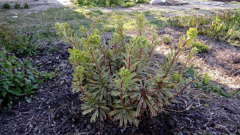  - Gradina Magura -Teleorman 2017