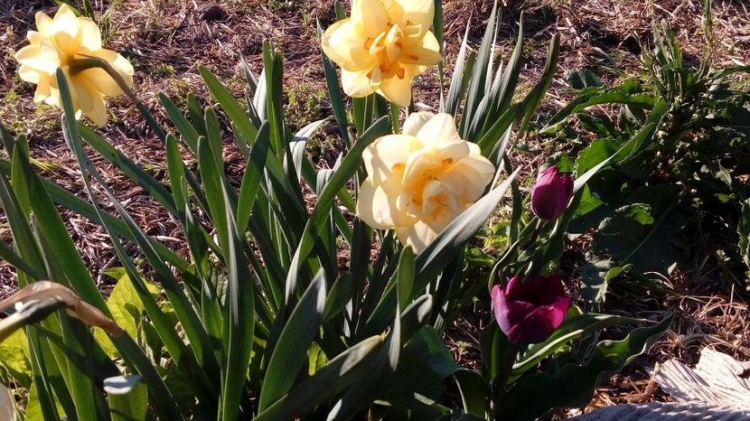  - Gradina Magura -Teleorman 2017