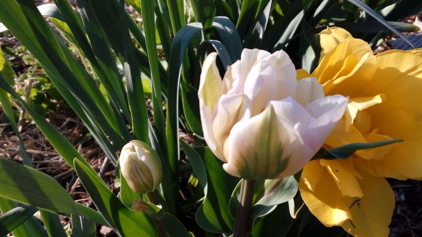  - Gradina Magura -Teleorman 2017