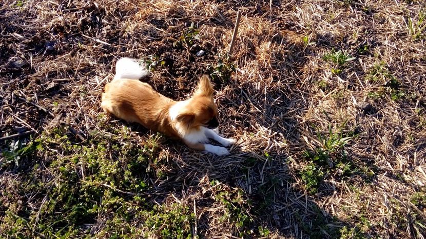  - Gradina Magura -Teleorman 2017