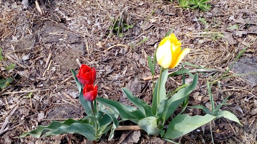  - Gradina Magura -Teleorman 2017