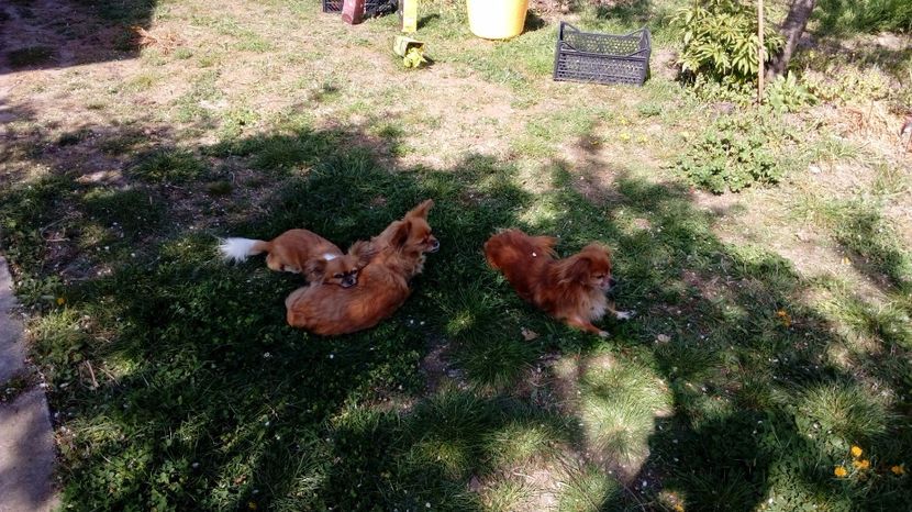  - Gradina Magura -Teleorman 2017