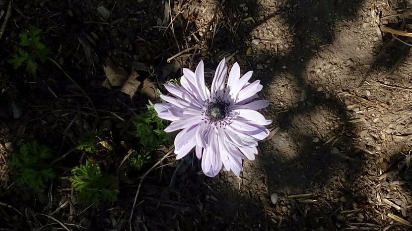  - Gradina Magura -Teleorman 2017