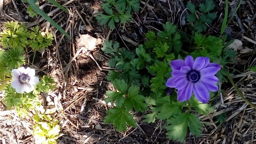  - Gradina Magura -Teleorman 2017