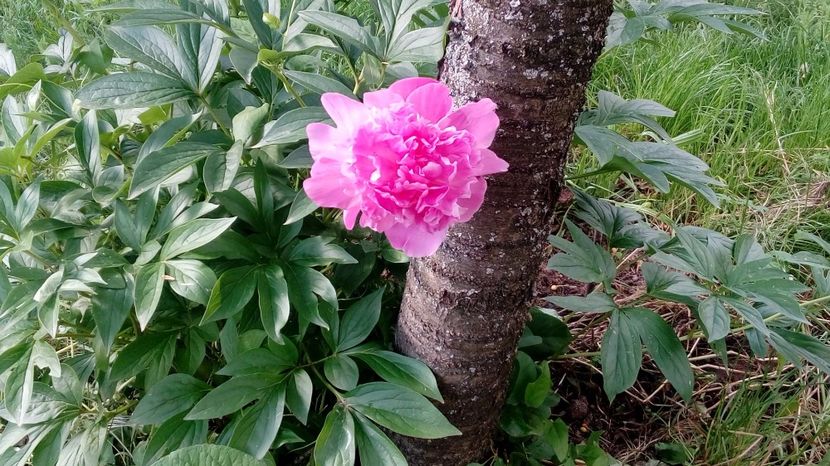  - Gradina Magura -Teleorman 2017