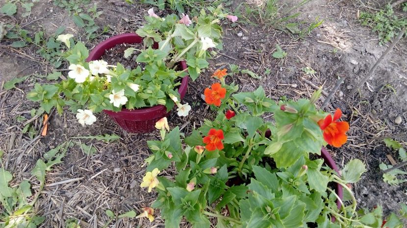  - Gradina Magura -Teleorman 2017