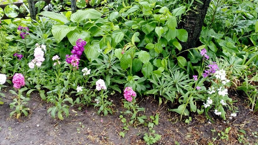  - Gradina Magura -Teleorman 2017