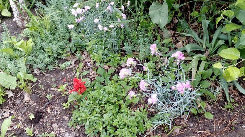  - Gradina Magura -Teleorman 2017