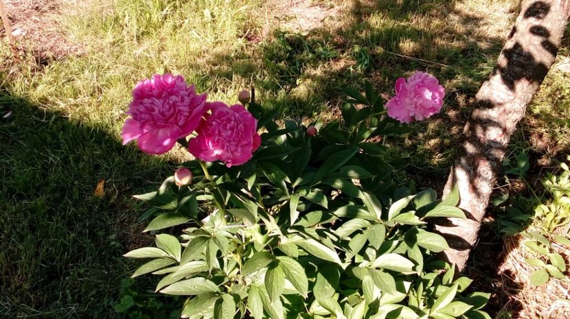  - Gradina Magura -Teleorman 2017