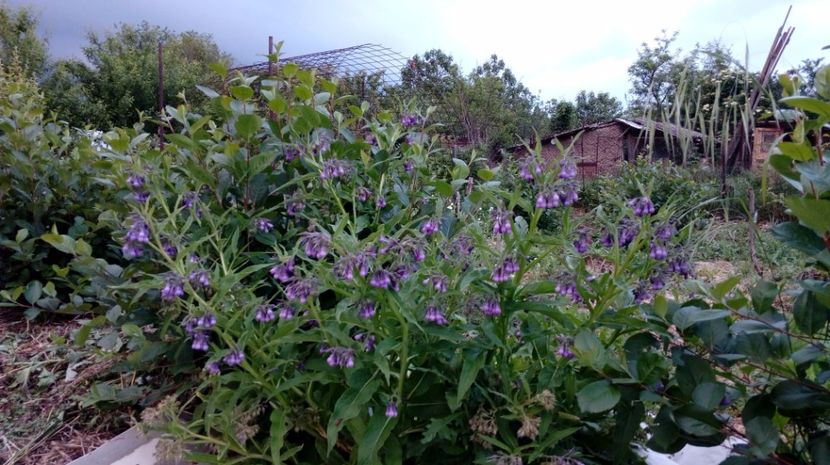  - Gradina Magura -Teleorman 2017