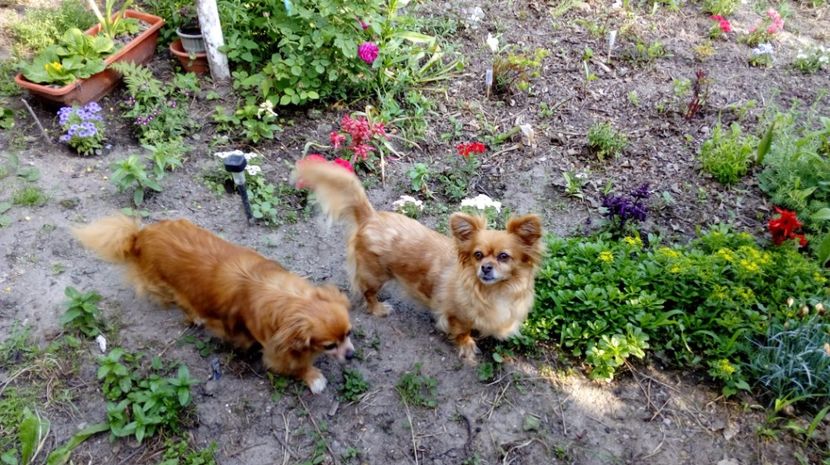  - Gradina Magura -Teleorman 2017