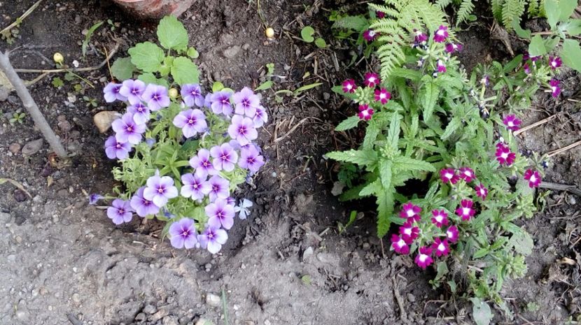  - Gradina Magura -Teleorman 2017