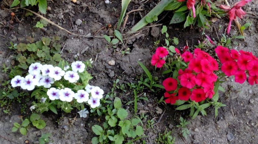  - Gradina Magura -Teleorman 2017