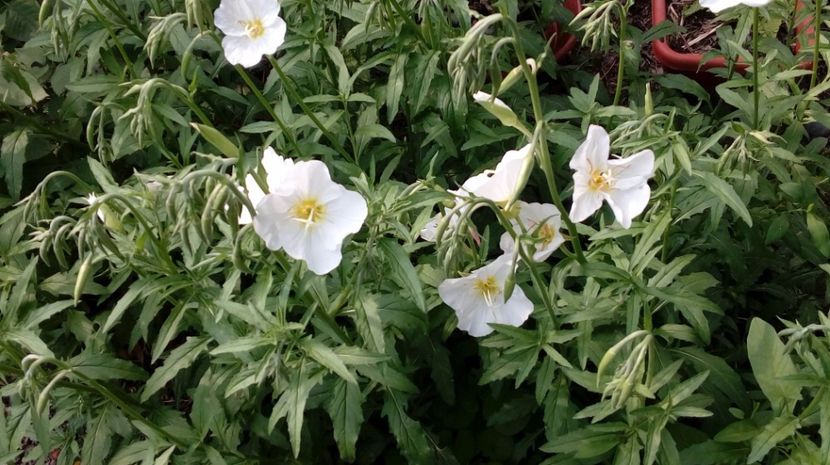  - Gradina Magura -Teleorman 2017