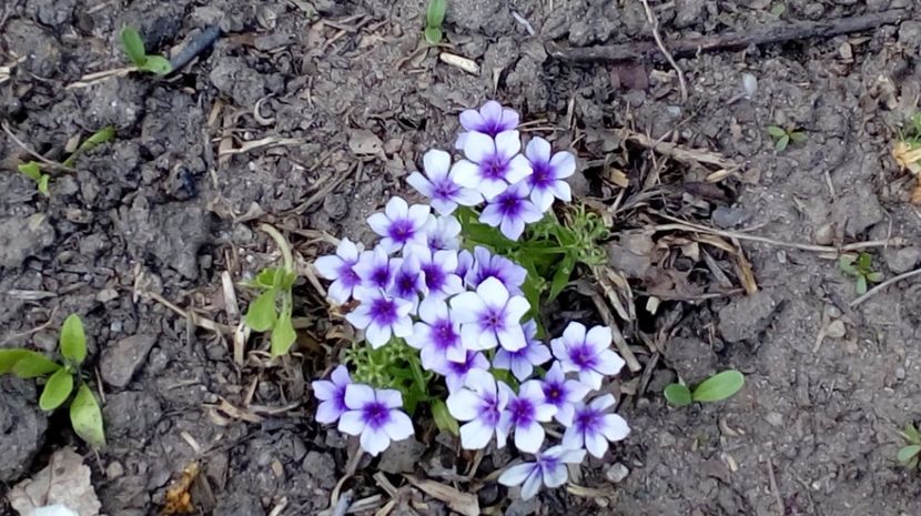  - Gradina Magura -Teleorman 2017