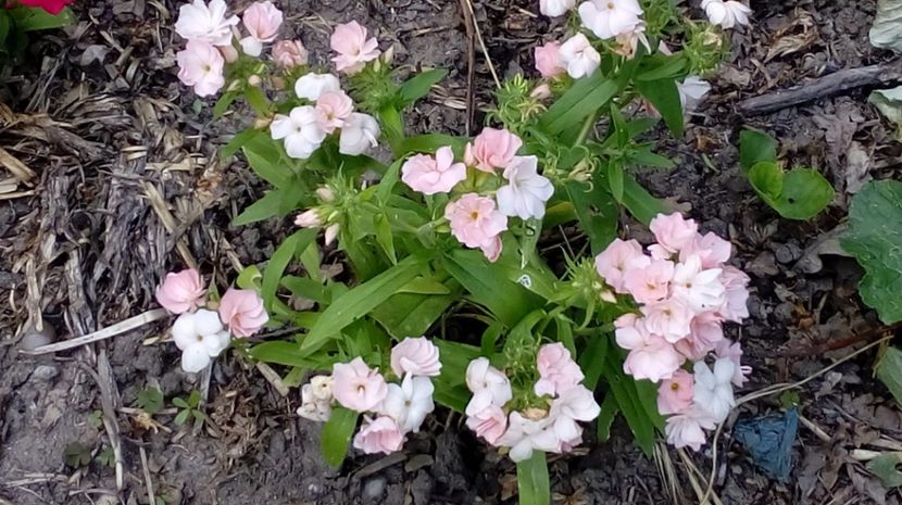  - Gradina Magura -Teleorman 2017