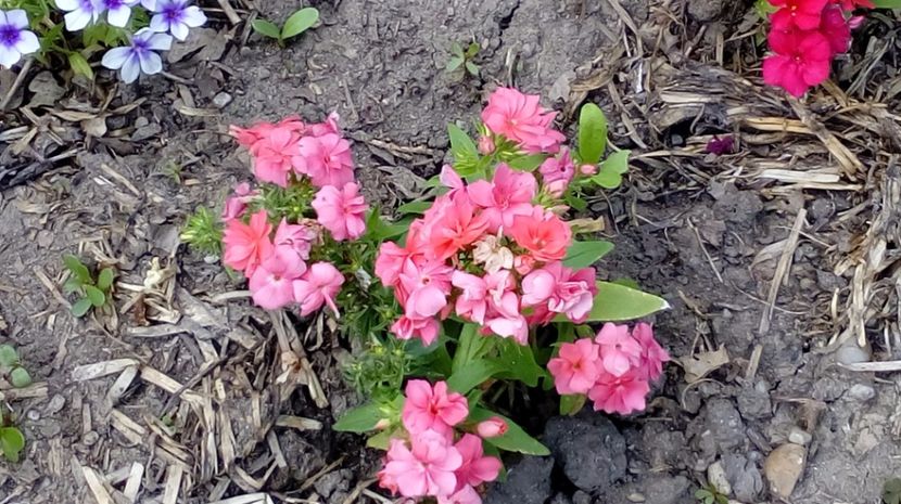  - Gradina Magura -Teleorman 2017