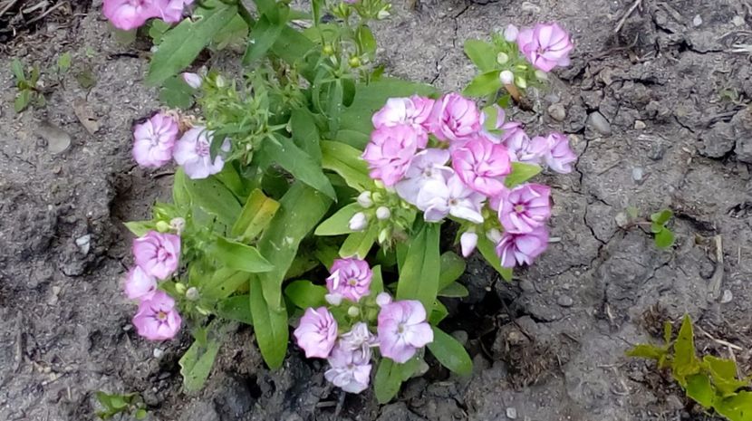  - Gradina Magura -Teleorman 2017