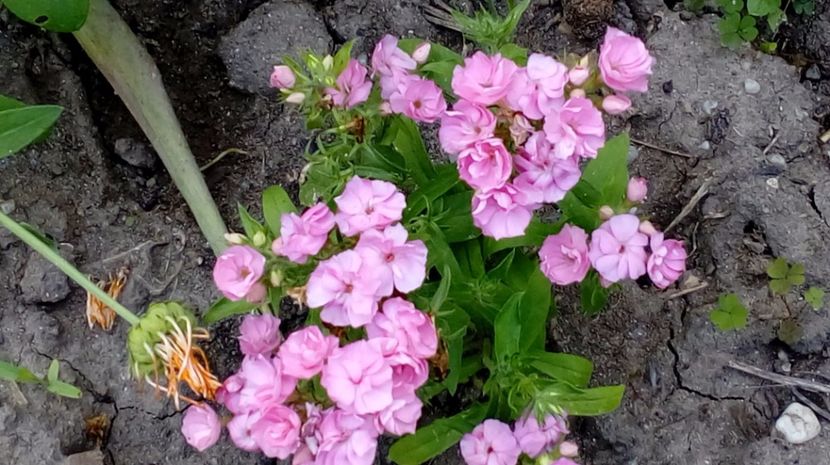  - Gradina Magura -Teleorman 2017